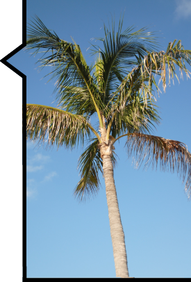Palm Tree Carribean